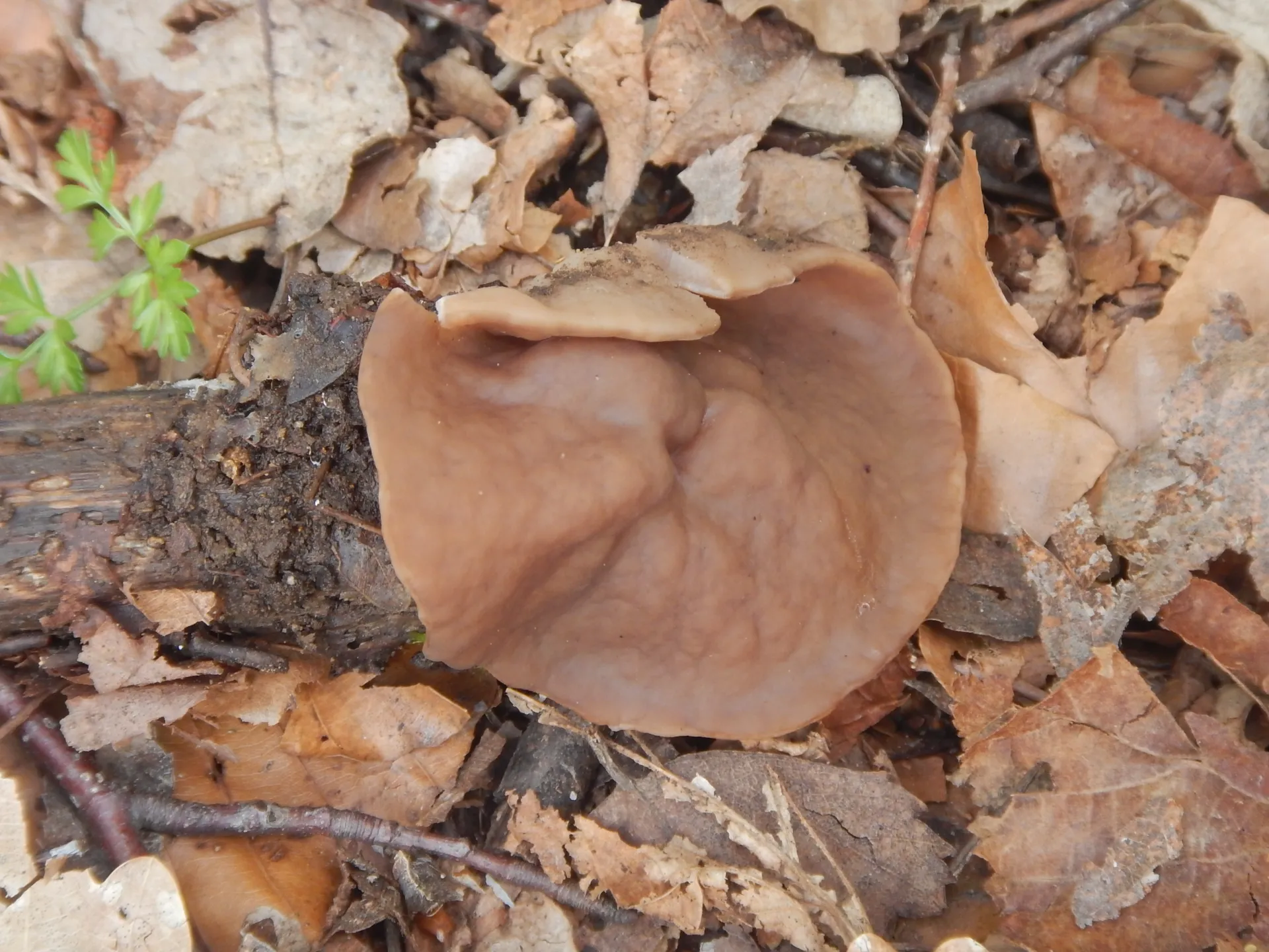 Discina martinii - Neogyromitra martinii, 25-04-15